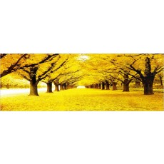 대형_노란거리(라운드)